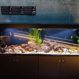 Egzotarium Sosnowiec - Tanganyika aquarium