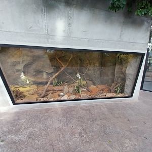 Egzotarium Sosnowiec - Desert Greenhouse - Cuban iguana exhibit
