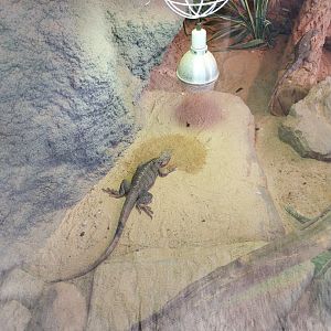 Egzotarium Sosnowiec - Desert Greenhouse - Cuban Iguana (Cyclura nubila nubila)