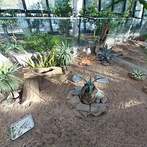 Egzotarium Sosnowiec - Desert Greenhouse - Hermann's Tortoise (Testudo hermanni) and Horsfield's Tortoise (Testudo horsfieldii) enclosure