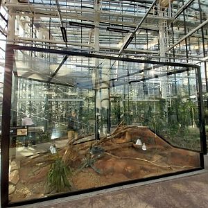 Egzotarium Sosnowiec - Desert Greenhouse - Mexican Beaded Lizard (Heloderma horridum) exhibit