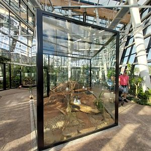 Egzotarium Sosnowiec - Desert Greenhouse - Mexican Beaded Lizard (Heloderma horridum) exhibit