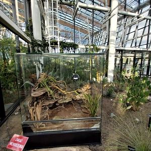 Egzotarium Sosnowiec - Desert Greenhouse - Central Bearded Dragon (Pogona vitticeps) enclosure