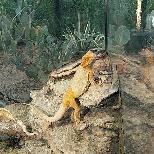 Egzotarium Sosnowiec - Desert Greenhouse - Central Bearded Dragon (Pogona vitticeps)