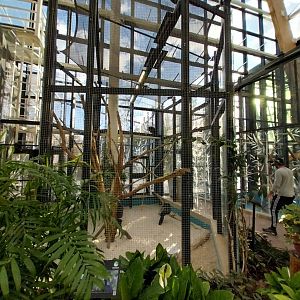 Egzotarium Sosnowiec - Mediterranean Greenhouse - Great Curassow (Crax rubra rubra) aviary