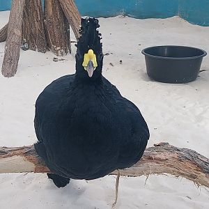 Egzotarium Sosnowiec - Mediterranean Greenhouse - Great Curassow (Crax rubra rubra)