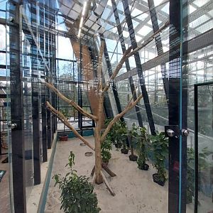 Egzotarium Sosnowiec - Mediterranean Greenhouse - Grey Parrot (Psittacus erithacus) aviary