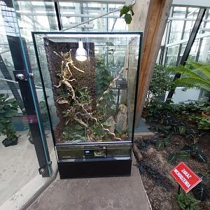 Egzotarium Sosnowiec - Mediterranean Greenhouse - Green Spiny Lizard (Sceloporus malachiticus) exhibit