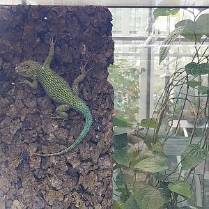 Egzotarium Sosnowiec - Mediterranean Greenhouse - Green Spiny Lizard (Sceloporus malachiticus)