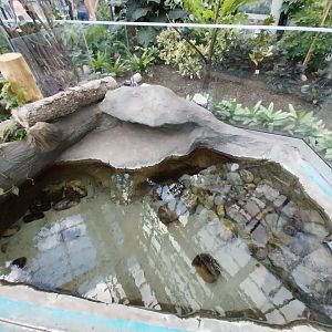 Egzotarium Sosnowiec - Mediterranean Greenhouse - Common Snapping Turtle (Chelydra serpentina) exhibit