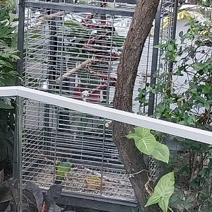 Egzotarium Sosnowiec - Mediterranean Greenhouse - Birdcage with Lovebird