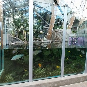 Egzotarium Sosnowiec - the Tropics - Spectacled Caiman (Caiman crocodilus) exhibit