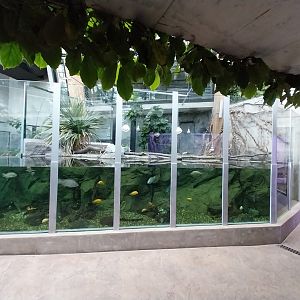 Egzotarium Sosnowiec - the Tropics - Spectacled Caiman (Caiman crocodilus) exhibit