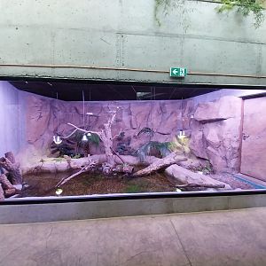 Egzotarium Sosnowiec - the Tropics - Common Iguana (Iguana iguana) and Midas Cichlid (Amphilopus critinellus) exhibit