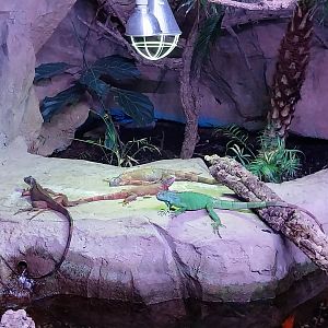 Egzotarium Sosnowiec - the Tropics - Common Iguana (Iguana iguana)