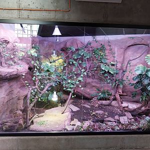 Egzotarium Sosnowiec - the Tropics - Green Basilisk (Basiliscus plumifrons) and Red-footed Tortoise (Chelonoidis carbonarius) exhibit