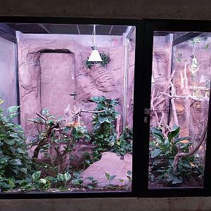 Egzotarium Sosnowiec - the Tropics - Rainbow Boa (Epicrates cenchria) exhibit