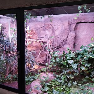 Egzotarium Sosnowiec - the Tropics - Carpet Python (Morelia spilota) exhibit