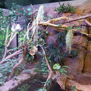 Egzotarium Sosnowiec - the Tropics - Indochinese Water Dragon (Physignathus cocincinus) and Common Musk Turtle (Sternotherus odoratus) exhibit