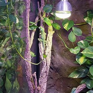 Egzotarium Sosnowiec - the Tropics - Indochinese Water Dragon (Physignathus cocincinus)