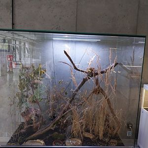 Egzotarium Sosnowiec - Cafetaria - Eurasian Harvest Mouse (Micromys minutus) exhibit