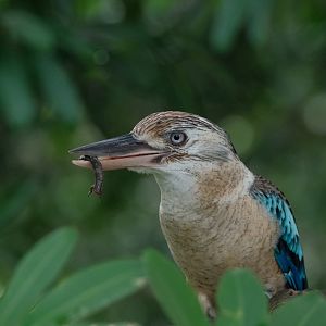 Blue-winged Kookaburra (Dacelo leachii)