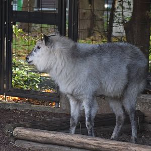 Japanese serow