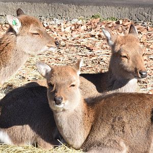 Yakushima sike deer