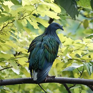 Nicobar Pigeon (Caloenas nicobarica)