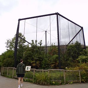 Javan rhinoceros hornbill aviary 29.6.24