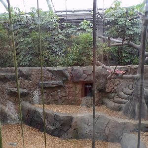 Sumatran orangutan indoors 29.6.24