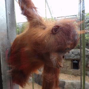 Sumatran orangutan youngster 29.6.24