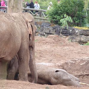 Asian elephants 29.6.24