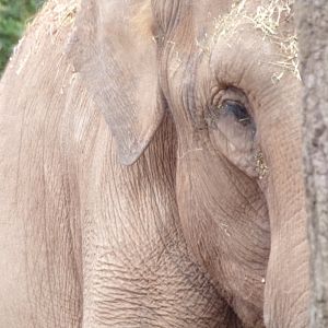 Asian elephant 29.6.24