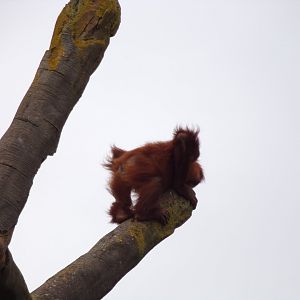 Sumatran orangutan youngster 29.6.24