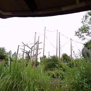 Sumatran orangutan enclosure 29.6.24