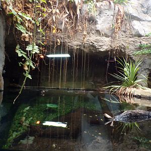 Sunda Gharial enclosure 29.6.24