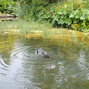 Coot and young next to the riverboat ride 29.6.24