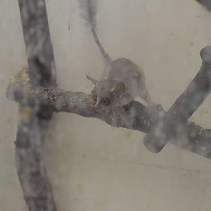 Prince Demidoff's bushbaby