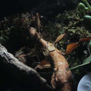 BXSea - Giant prickly stick insect (Extatosoma tiaratum)