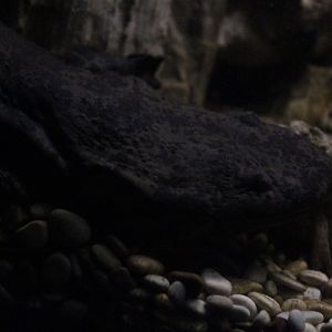 BXSea - Chinese giant salamander (Andrias davidianus)