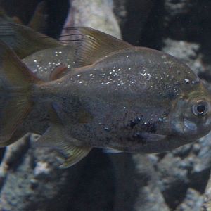 BXSea - Sailfin red hook dollar (Myleus setiger)