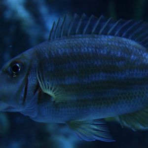 BXSea - Ornate emperor (Lethrinus ornatus)