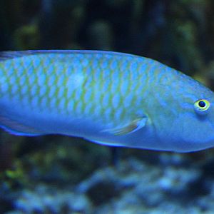 BXSea - Blue-barred parrotfish (Scarus ghobban)