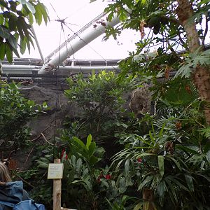Javan rhinoceros hornbill indoor aviary 29.6.24