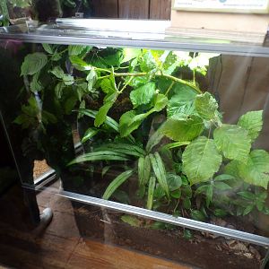 Malaysian jungle nymph terrarium 29.6.24