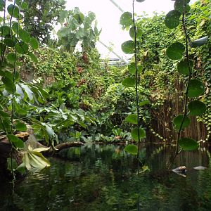 Sunda Gharial enclosure 29.6.24
