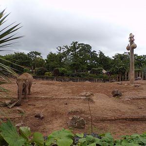 Asian elephant enclosure 29.6.24