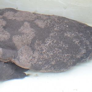 South China giant salamander