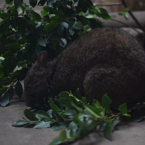 Amami rabbit - Hirakawa Zoo